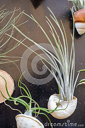 Tillandsia plants Stock Photo