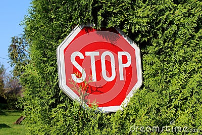 Tilted stop road sign completely surrounded with very dense light green hedge and green grass Stock Photo