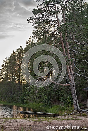 Tilted tall pine over the lake in the forest Stock Photo