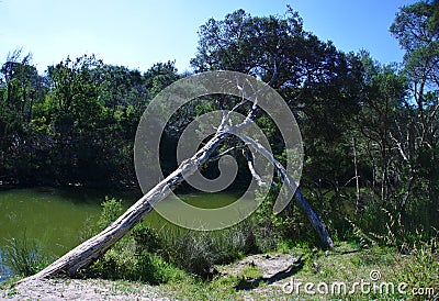 Tilted tree by creek Stock Photo