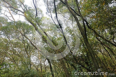 Tilted tree qingyuanshan mountain, adobe rgb Stock Photo