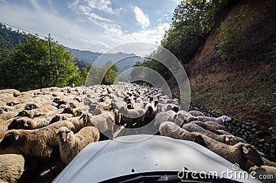 Tilted view of sheared sheep on rural road with a car trying to pass. One sheep is looking at the camera. Azerbaijan Masalli Stock Photo