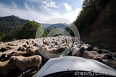 Tilted view of sheared sheep on rural road with a car trying to pass. One sheep is looking at the camera. Azerbaijan Masalli Stock Photo