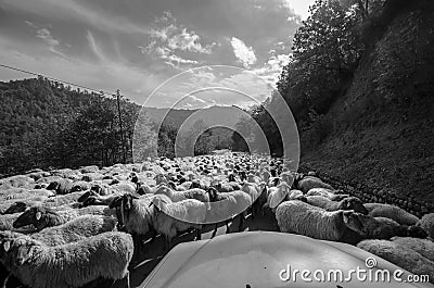 Tilted view of sheared sheep on rural road with a car trying to pass. One sheep is looking at the camera. Azerbaijan Masalli Stock Photo