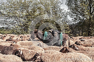 Tilted view of sheared sheep on rural road with a car trying to pass. One sheep is looking at the camera. Azerbaijan Masalli Stock Photo