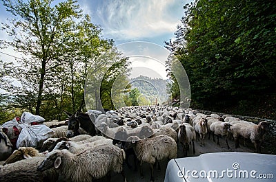 Tilted view of sheared sheep on rural road with a car trying to pass. One sheep is looking at the camera. Azerbaijan Masalli Stock Photo