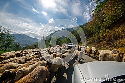 Tilted view of sheared sheep on rural road with a car trying to pass. One sheep is looking at the camera. Azerbaijan Masalli Stock Photo