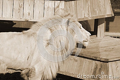 Timbavati white lion Stock Photo