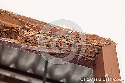 Timber beam of door damaged by termite Stock Photo