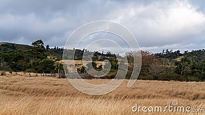 Timber Cattle Yards On A Dairy Farm Stock Photo