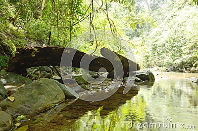 Timber on embankment beside rive in forest Stock Photo