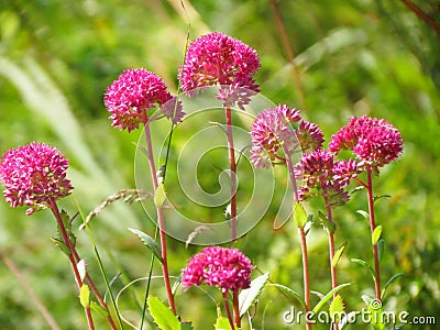 Timber flowerses Stock Photo