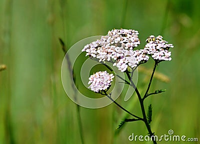 Timber flowerses Stock Photo