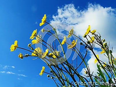 Timber flowerses Stock Photo