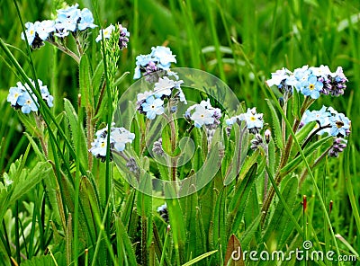 Timber flowerses Stock Photo