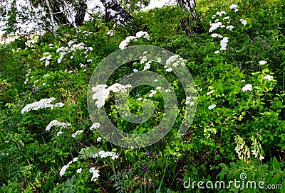 Timber flowerses Stock Photo