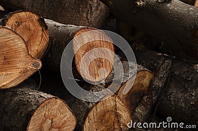 Timber Log Stock Photo