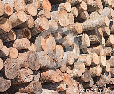 Timber logs Stock Photo