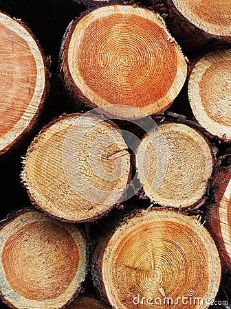 Timber logs background Stock Photo