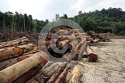 Timber logs Editorial Stock Photo