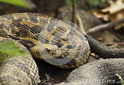 Timber Rattlesnake Stock Photo