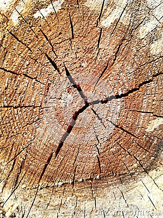 Timber raw sawn Stock Photo