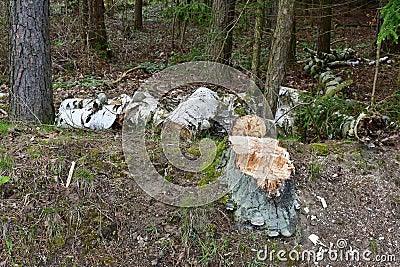 timber ready for transport, South Bohemia Stock Photo