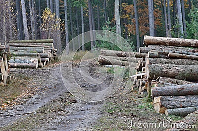 Timber ready for transport, South Bohemia Stock Photo