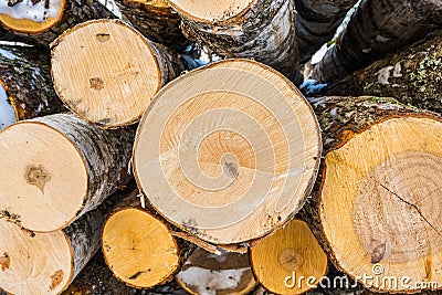 Timber, sawn trees of birch and poplar Stock Photo