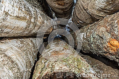 Timber, sawn trees of birch and poplar Stock Photo
