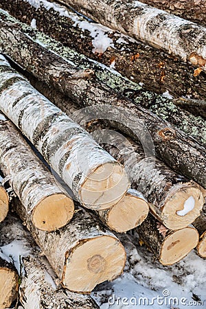 Timber, sawn trees of birch and poplar Stock Photo