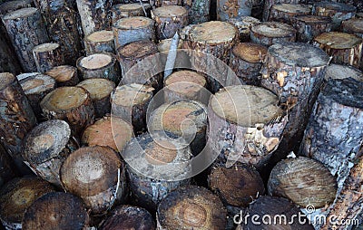 Timber stacks close up abstract view in northwales Stock Photo