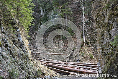 Timber transport by cable car in the woods. Stock Photo