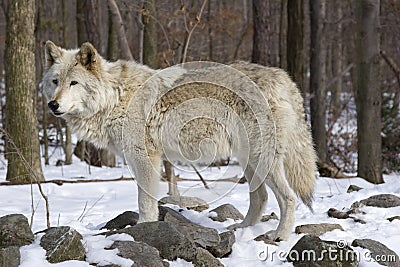 Timber Wolf Stock Photo