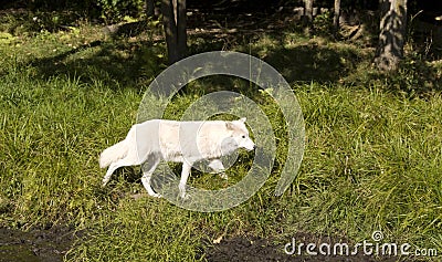 Timber wolf Stock Photo