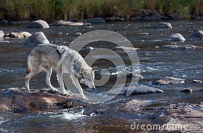 Timber wolf Stock Photo