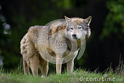 Timber Wolf Stock Photo