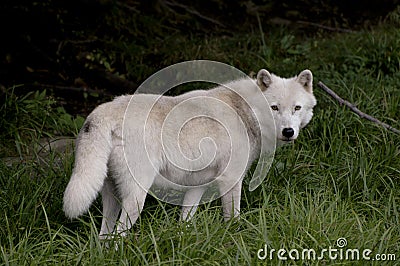 Timber Wolf Stock Photo
