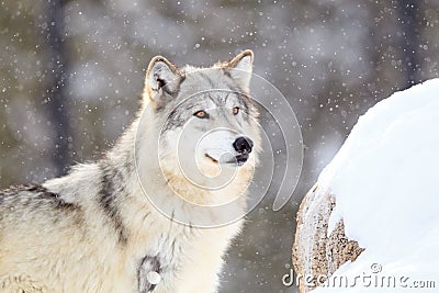 Timber wolf at alert during snow storm Stock Photo