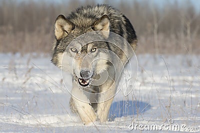 Timber wolf Stock Photo