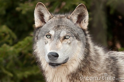 Timber Wolf (Canis Lupus) Against Green Stock Photo