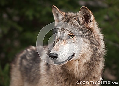 Timber Wolf (Canis lupus) Looks Left Stock Photo