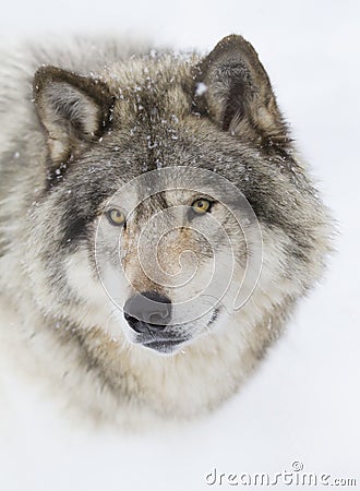 A lone Timber wolf or Grey Wolf (Canis lupus) isolated on white background walking in the winter snow in Canada Stock Photo