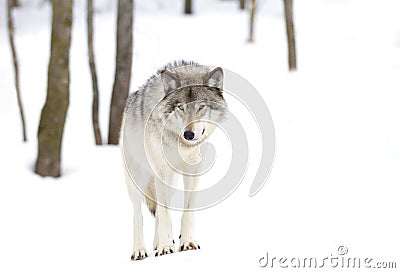 A lone Timber wolf or grey wolf (Canis lupus) isolated against a white background walking in the winter snow in Canada Stock Photo