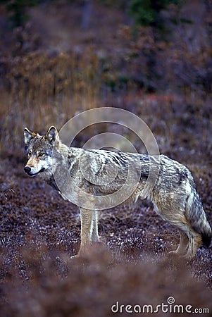 Timber wolf in fall colors (Canis lupus), Alaska, Denali National Park Stock Photo