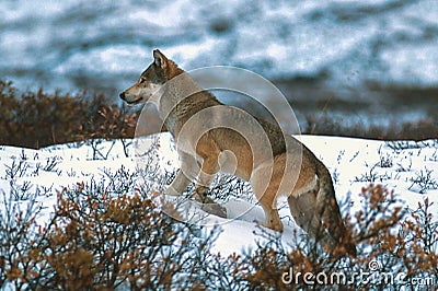 Timber wolf or gray wolf Stock Photo