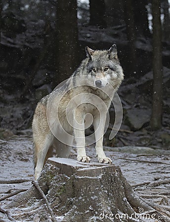 A Timber wolf or Grey Wolf Canis lupus portrait in the winter snow in Canada Stock Photo