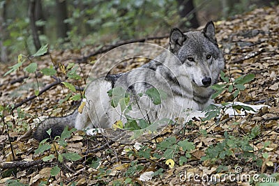 Timber wolf horizontal Stock Photo