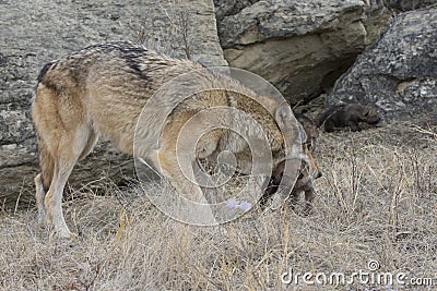 Timber wolf mother carrying pup Stock Photo