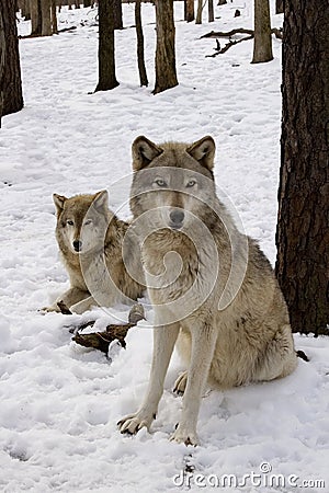 Timber Wolf Pair Stock Photo